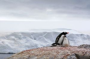 Gentoo & chicks.jpg